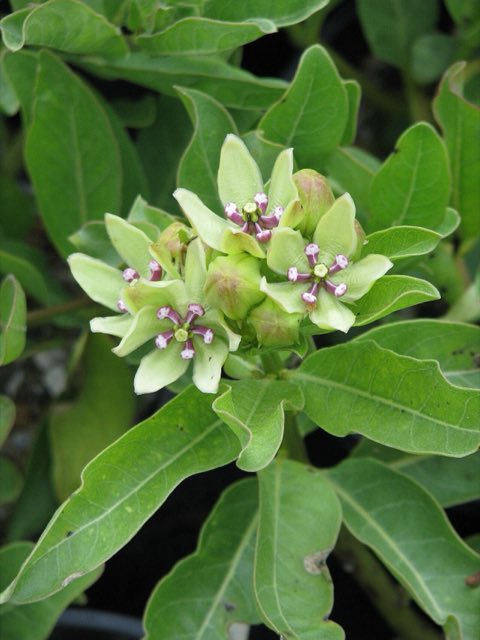 Green Antelopehorn (Asclepias viridis). Asclepias viridis (9123680137)