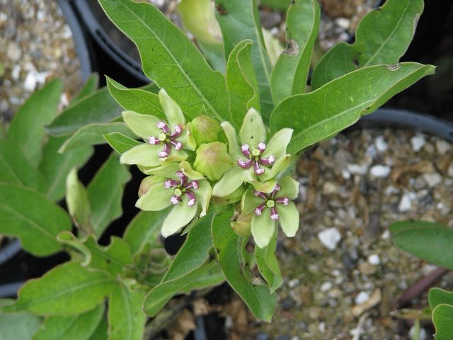 Green Antelopehorn (Asclepias viridis). Asclepias viridis (9123678969)