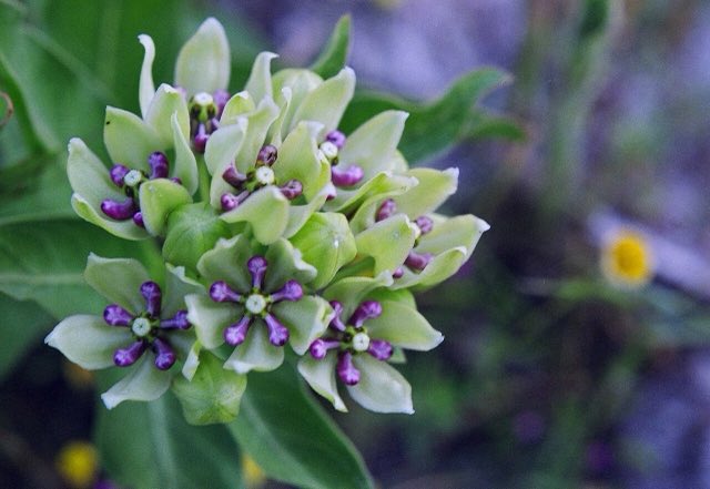 Green Antelopehorn (Asclepias viridis). Asclepias viridis - 49926816687