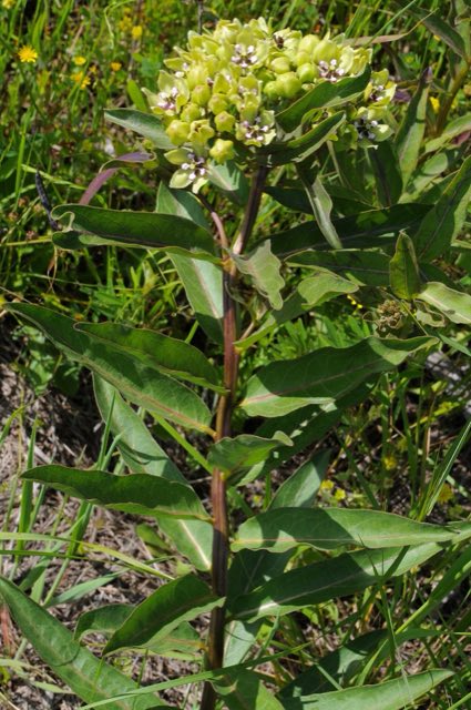 Green Antelopehorn (Asclepias viridis). Asclepias viridis - 49839858577