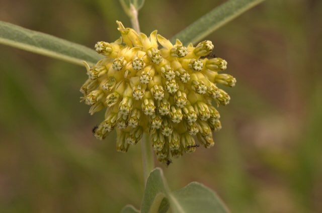 Green Comet Milkweed (Asclepias viridiflora). Green-flowered Milkweed (Asclepias viridiflora) - 14808904633