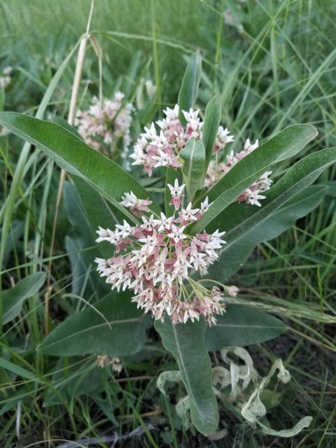 Hall’s Milkweed (Asclepias hallii). Hall’s Milkweed photographed in Chaffee County, US-CO, US
