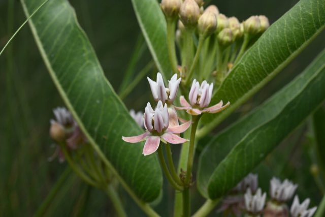 Hall’s Milkweed (Asclepias hallii). Hall’s Milkweed photographed in Fremont County, CO, USA