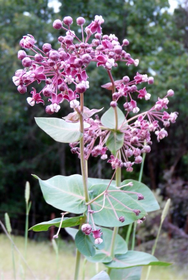 Heartleaf Milkweed (Asclepias cordifolia). Asclepias cordifolia