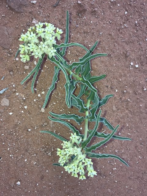 Pod and seed of Large-seed Milkweed (Asclepias macrosperma)