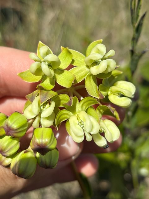 Largeflower Milkweed (Asclepias connivens). Largeflower Milkweed photographed in Florida, US