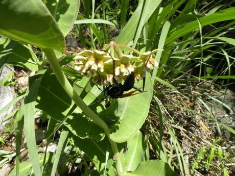 Lemmon’s Milkweed (Asclepias lemmonii) in flower