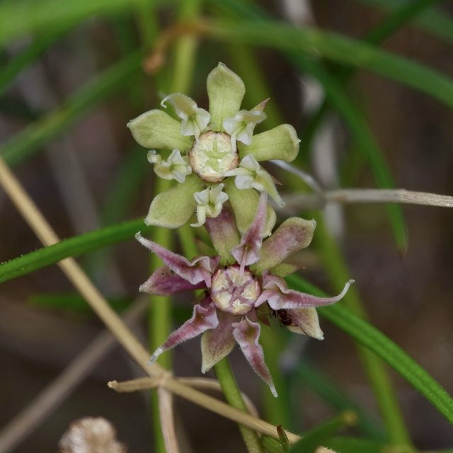 Longhood Milkweed (Asclepias macrotis). Asclepias macrotis - Michelle W 01
