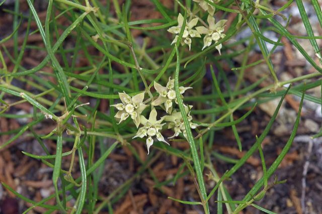 Longhood Milkweed (Asclepias macrotis). Asclepias macrotis - Michelle W 09