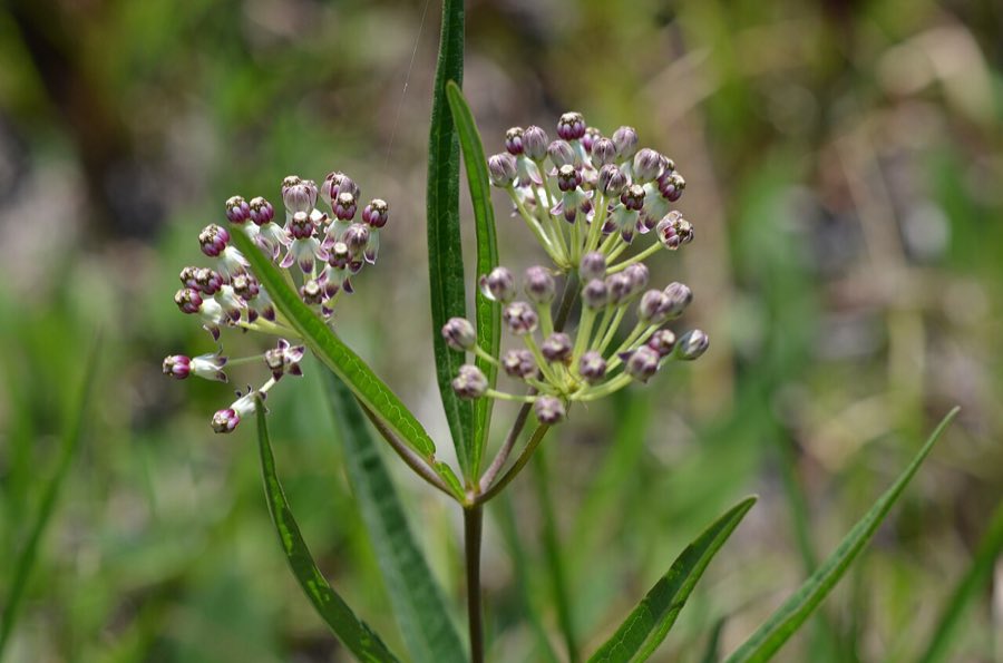 Longleaf Milkweed (Asclepias longifolia). Asclepias longifolia imported from iNaturalist photo 30402035 on 8 February 2020