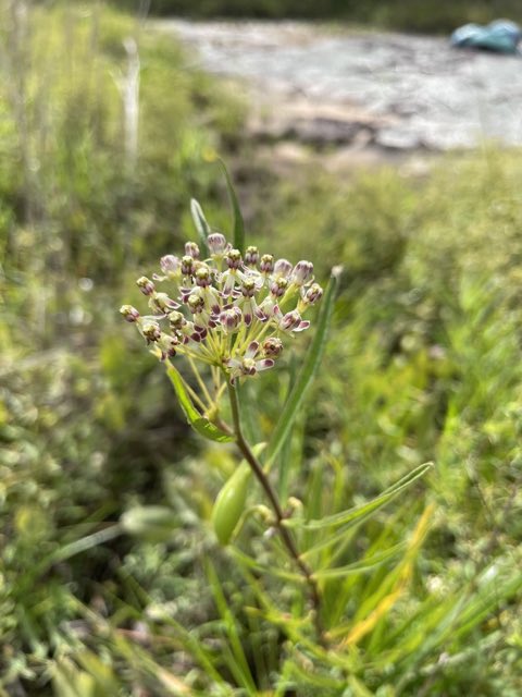 Longleaf Milkweed (Asclepias longifolia). Longleaf Milkweed photographed in Georgia, US