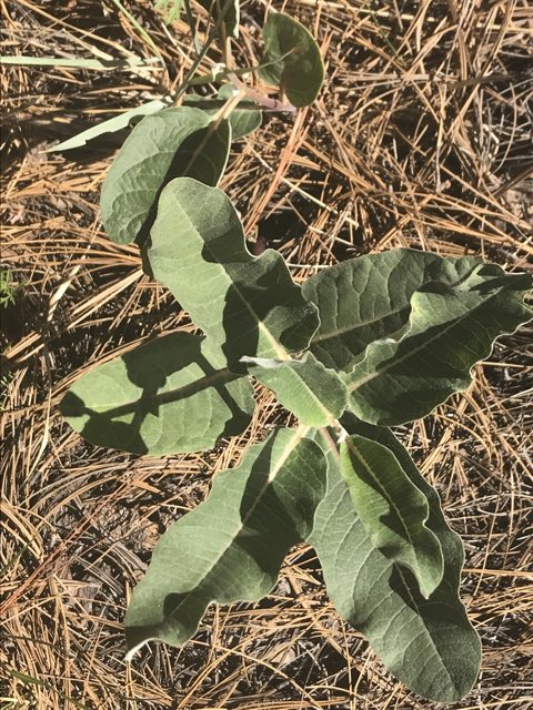 Mahogany Milkweed (Asclepias hypoleuca). Mahogany Milkweed photographed in Coronado National Forest, Rio Rico, AZ, US