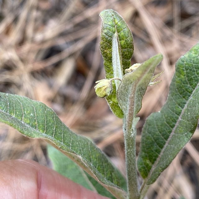Mahogany Milkweed (Asclepias hypoleuca). Mahogany Milkweed photographed in Cochise County, AZ, USA