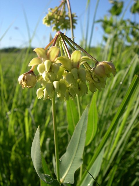 Mead’s Milkweed (Asclepias meadii). Mead's Milkweed (Asclepias meadii) - Flickr - Jay Sturner (2)