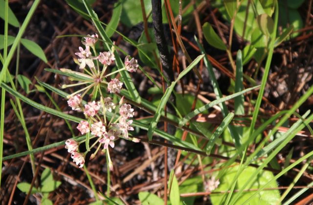 Michaux’s Milkweed (Asclepias michauxii). Michaux’s Milkweed photographed in Jackson County, MS, USA