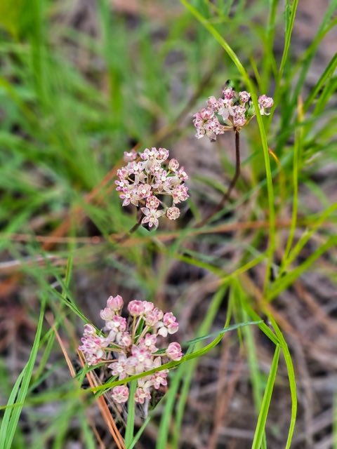 Michaux’s Milkweed (Asclepias michauxii). Michaux’s Milkweed photographed in Brooklyn, MS 39425, USA