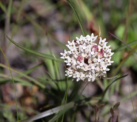 Michaux’s Milkweed (Asclepias michauxii) in flower