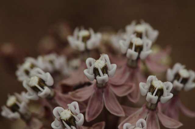 Narrowleaf Milkweed (Asclepias fascicularis). Narrowleaf Milkweed - Asclepias fascicularis (28595688567)
