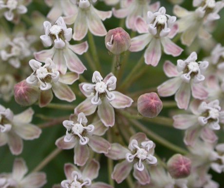 Narrowleaf Milkweed (Asclepias fascicularis) in flower