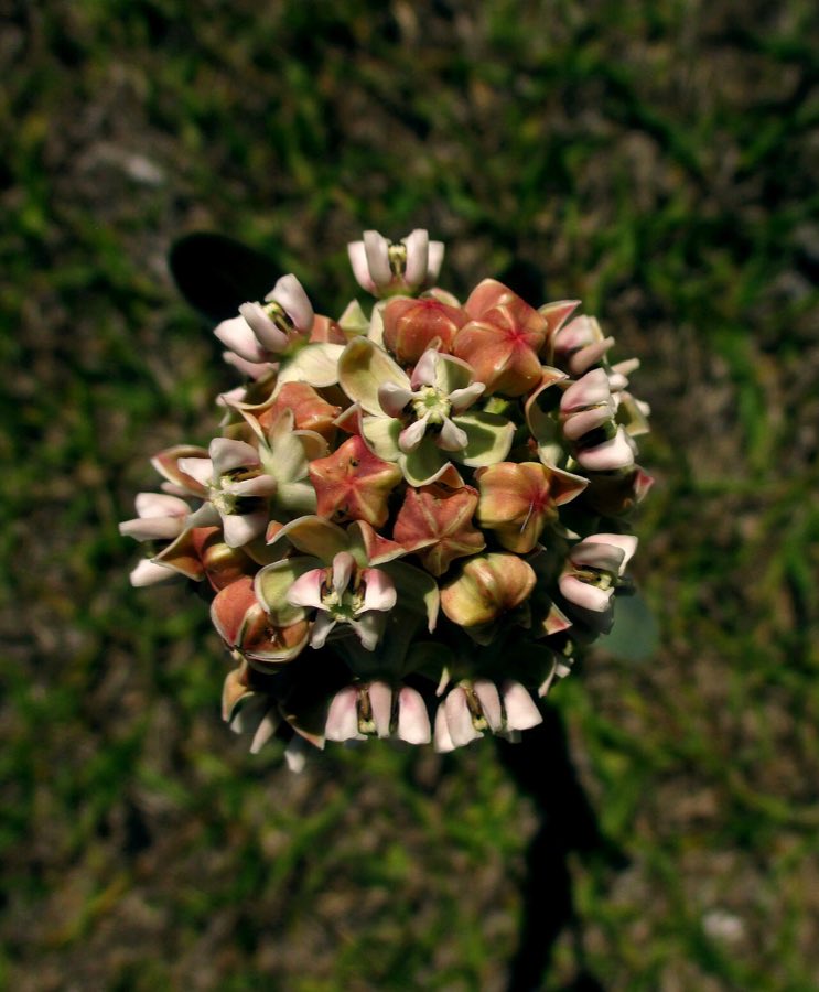 Nodding Milkweed (Asclepias glaucescens). Asclepias glaucescens
