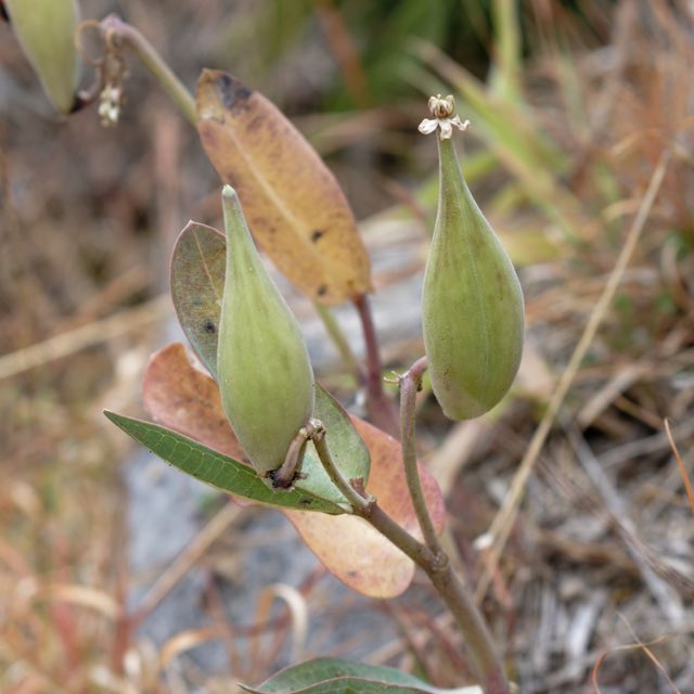 Nodding Milkweed (Asclepias glaucescens). Nodding Milkweed photographed in Monte Albán, Oax., Mexico