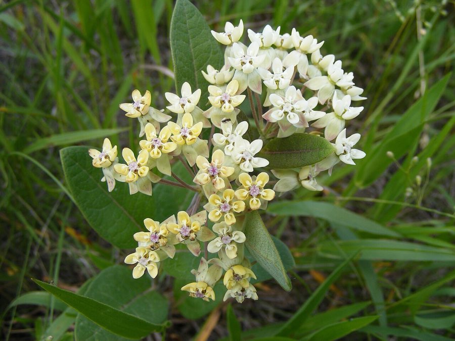 Oval-leaf Milkweed (Asclepias ovalifolia). Ovalleaf Milkweed (Asclepias ovalifolia)