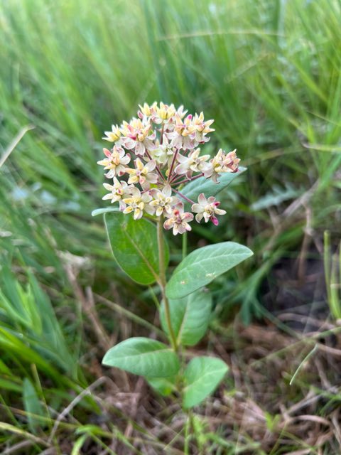 Oval-leaf Milkweed (Asclepias ovalifolia). Oval-leaf Milkweed photographed in Leola, SD, US