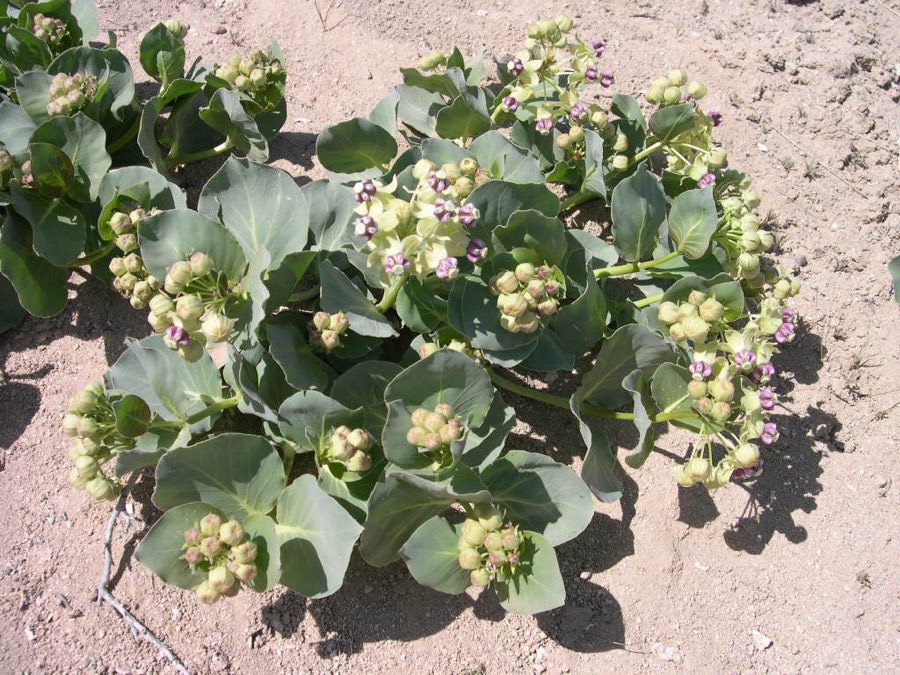 Pallid Milkweed (Asclepias cryptoceras). Asclepias cryptoceras ssp. davisii plant-4-12-04