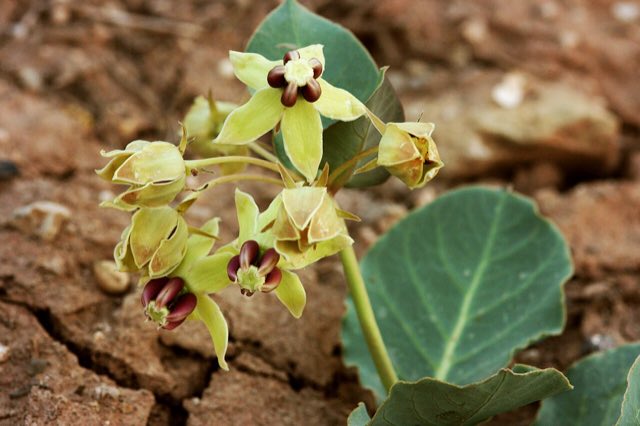 Pallid Milkweed (Asclepias cryptoceras). Asclepias cryptoceras - Flickr - aspidoscelis
