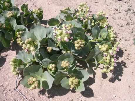 Pallid Milkweed (Asclepias cryptoceras) in flower