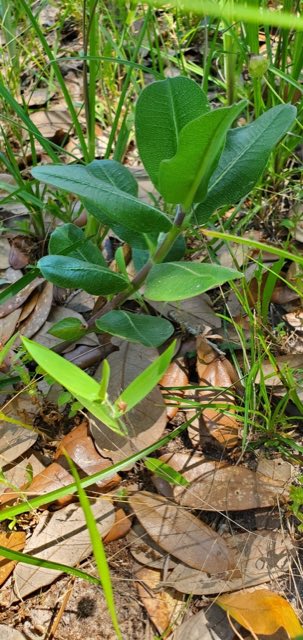 Pineland Milkweed (Asclepias obovata). Pineland Milkweed photographed in Texas, US