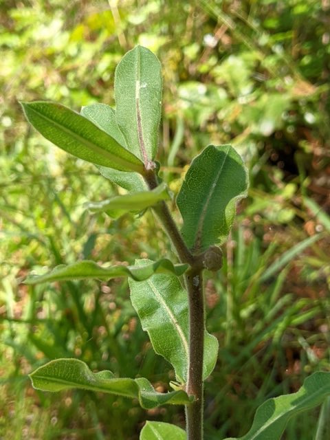 Pineland Milkweed (Asclepias obovata). Pineland Milkweed photographed in Texas, US