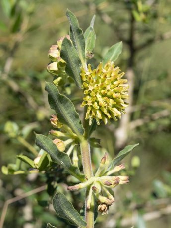 Pineland Milkweed (Asclepias obovata) in flower