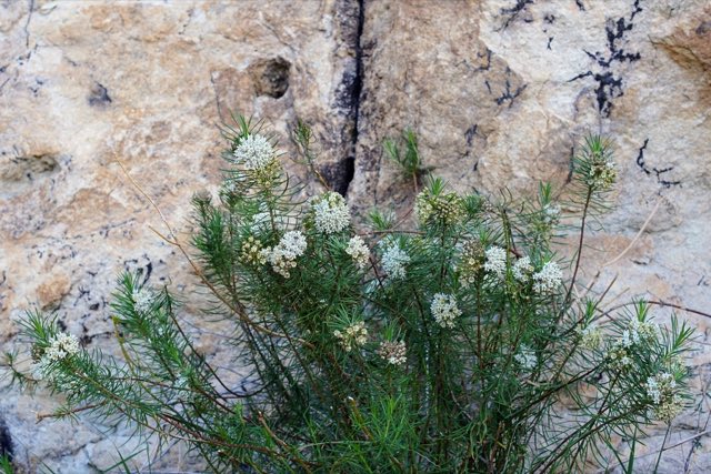 Pineneedle Milkweed (Asclepias linaria). Pineneedle Milkweed photographed in Hidalgo County, NM, USA