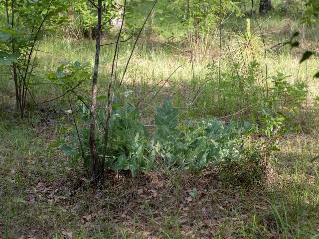 Pinewoods Milkweed (Asclepias humistrata). Asclepias humistrata 269716298