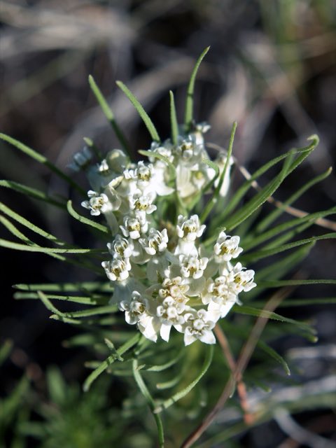 Plains Milkweed (Asclepias pumila). Asclepias pumila in Oregon (a78a4587-9690-4d14-b8d3-8da6515d2689)
