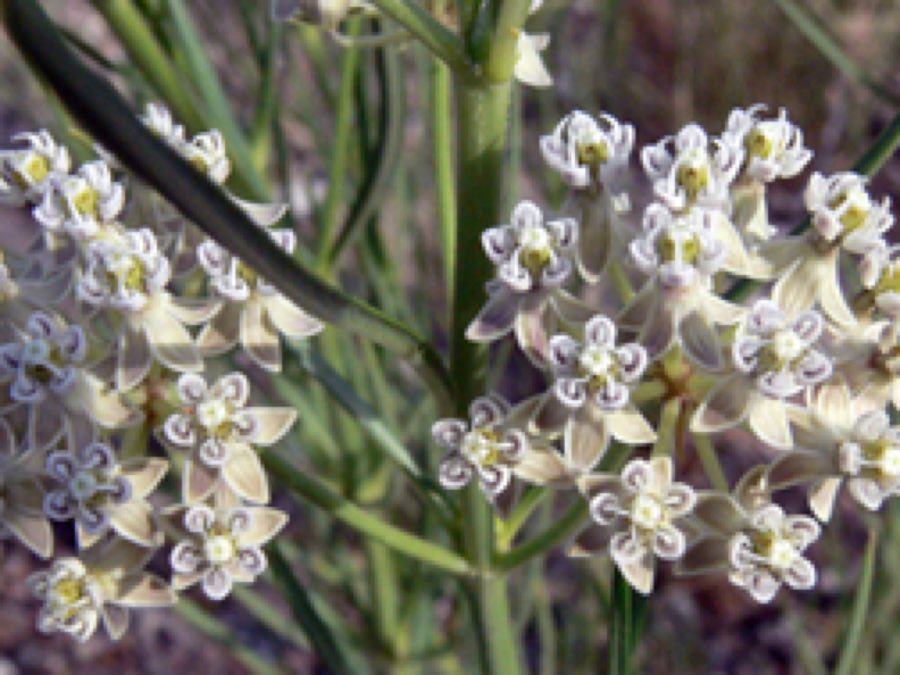 Poison Milkweed (Asclepias subverticillata). Asclepias subverticillata