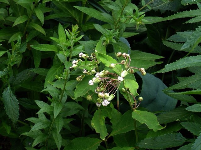 Poke Milkweed (Asclepias exaltata). Asclepias exaltata (4804174527)