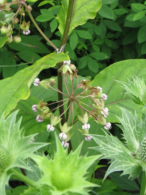 Poke Milkweed (Asclepias exaltata). Asclepias exaltata (7487167116)