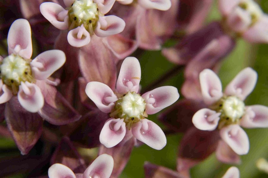 Prairie Milkweed (Asclepias sullivantii). Asclepias sullivantii