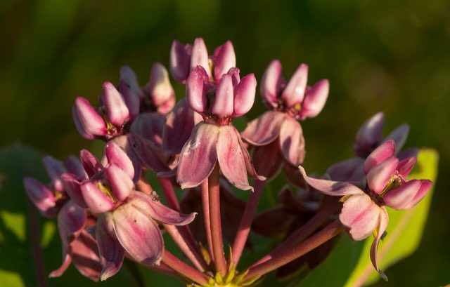 Prairie Milkweed (Asclepias sullivantii). Prairie Milkweed (Asclepias sullivantii) - 28262579022