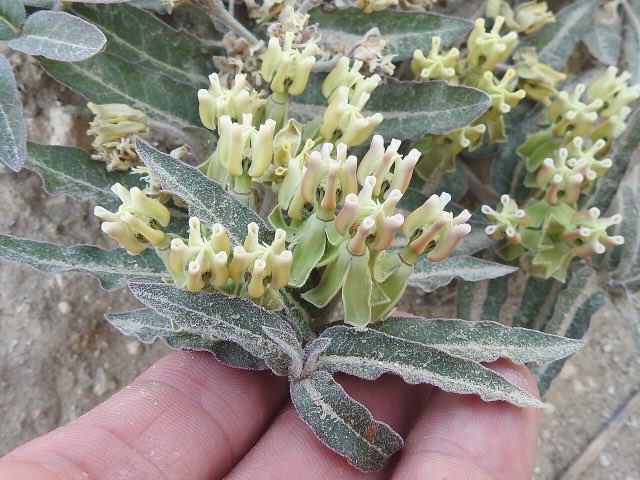 Prostrate Milkweed (Asclepias prostrata). Closeup of Asclepias prostrata in flower