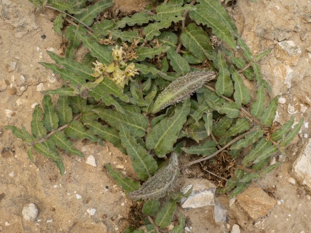 Prostrate Milkweed (Asclepias prostrata). Prostrate Milkweed photographed in Texas, US