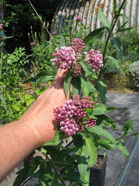 Red Milkweed (Asclepias rubra). Asclepias rubra (below) & cf. purpurascens (9341533749)