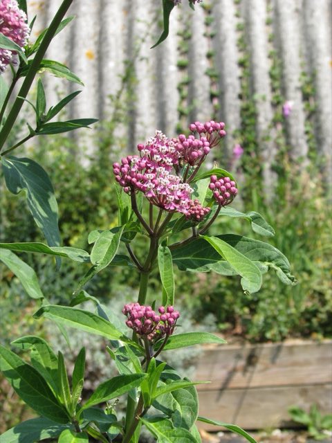 Red Milkweed (Asclepias rubra). Asclepias rubra (9341546893)
