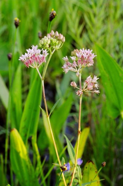 Red Milkweed (Asclepias rubra). Asclepias rubra