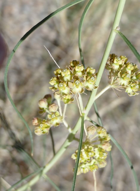 Rusby’s Milkweed (Asclepias rusbyi). Rusby’s Milkweed photographed in Catron County, NM, USA