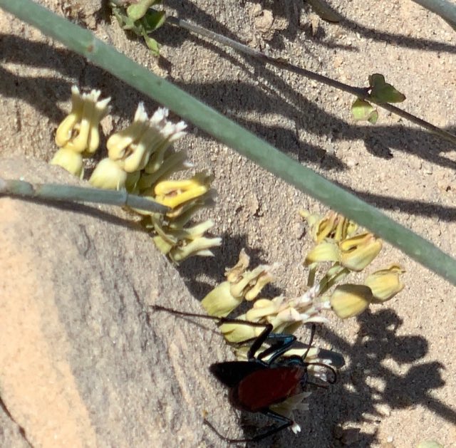 Rush Milkweed (Asclepias subulata). Rush Milkweed photographed in Los Cabos, Baja California Sur, Mexico