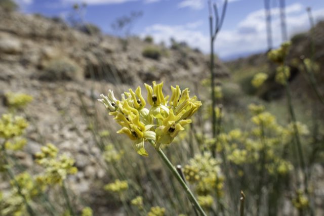 Rush Milkweed (Asclepias subulata). Rush Milkweed photographed in Clark County, NV, USA