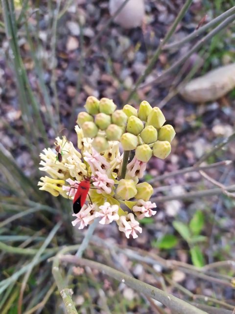 Rush Milkweed (Asclepias subulata). Rush Milkweed photographed in La Paz, B.C.S., México
